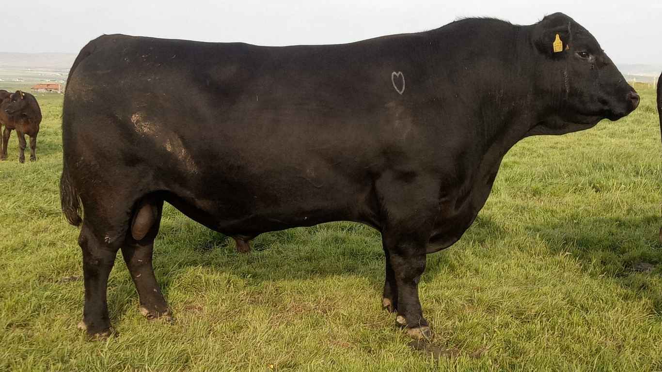 Rawburn Europe Aberdeen Angus Pedigree from Hackland Farm