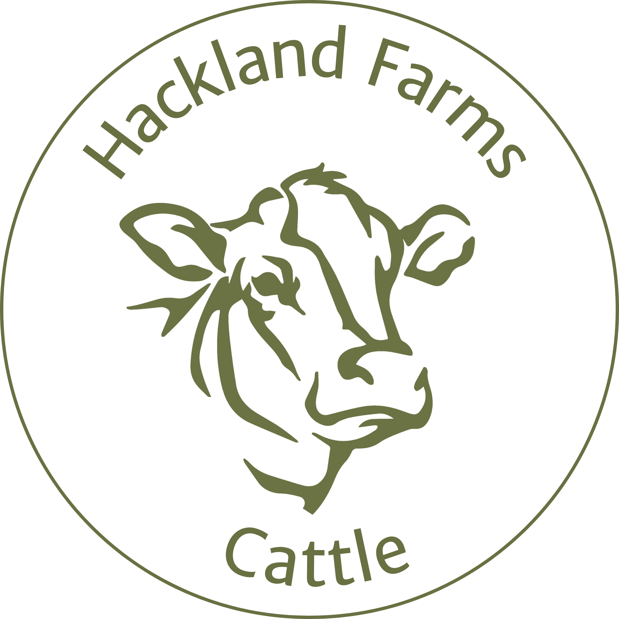 Aberdeen Angus Cattle at Hackland Farm