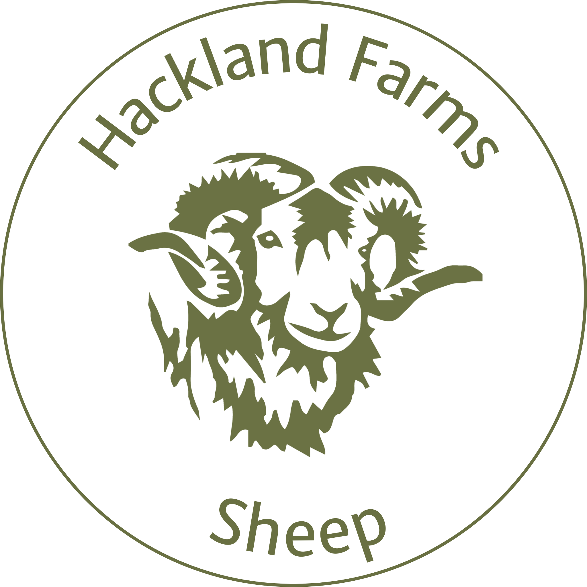 Hebridean Sheep at Hackland Farm