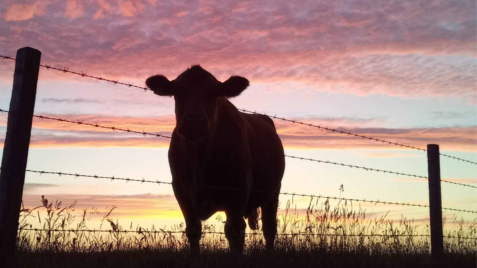 Aberdeen Angus Cattle at Hackland Farms, Orkney