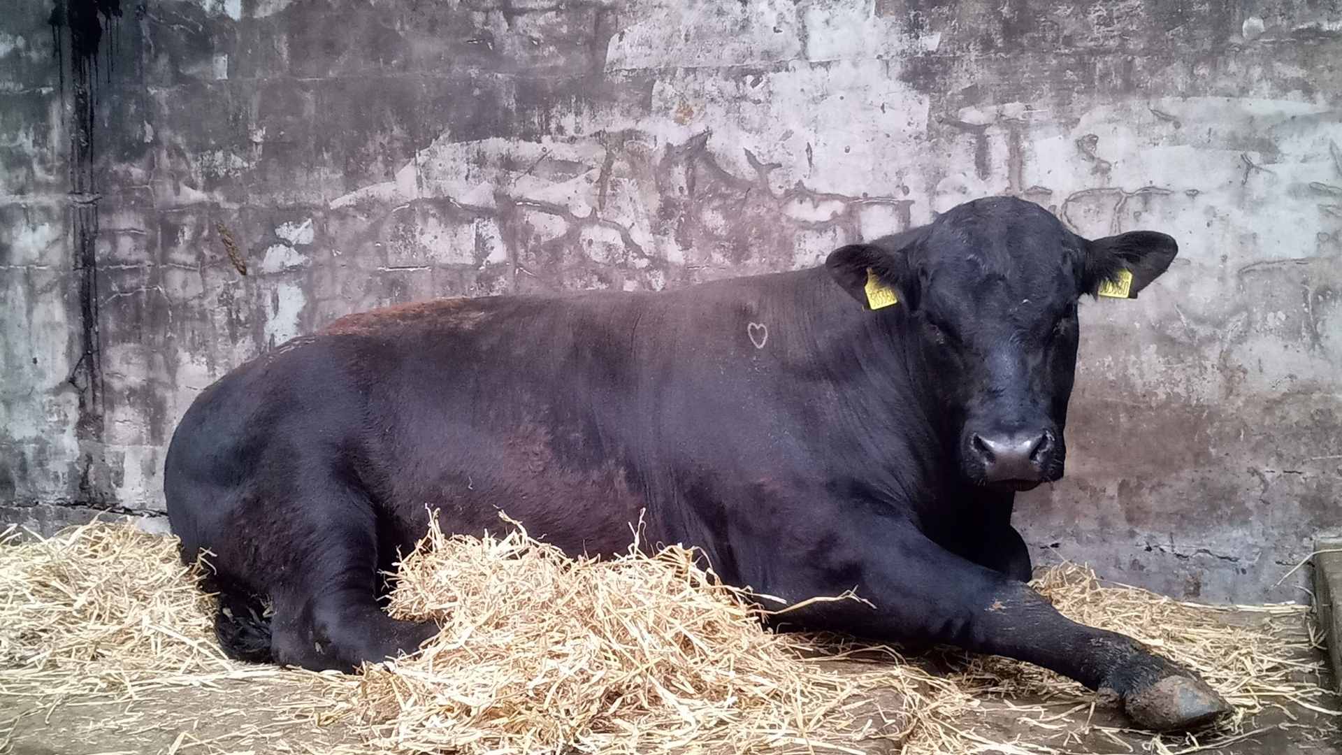 Aberdeen Angus cow Aberdeen Angus Cattle at Hackland Farms, Orkney