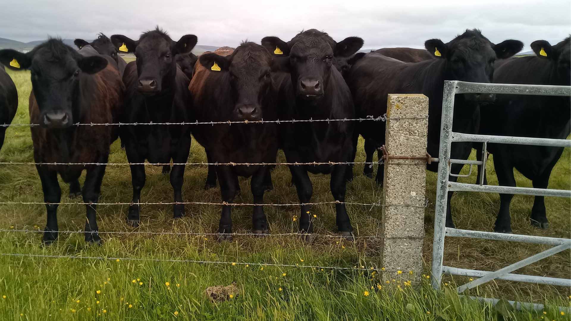Aberdeen Angus cows Aberdeen Angus Cattle at Hackland Farms, Orkney