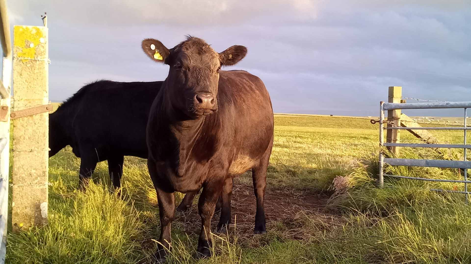 Aberdeen Angus cows 2 Aberdeen Angus Cattle at Hackland Farms, Orkney