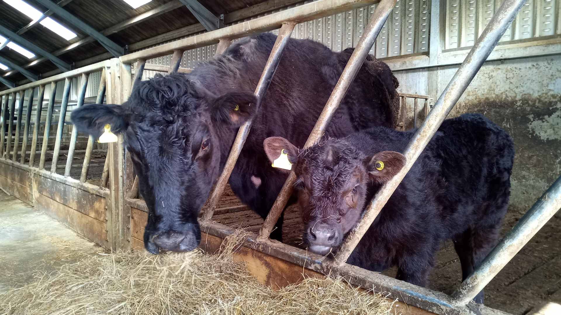 Aberdeen Angus cows 3 Aberdeen Angus Cattle at Hackland Farms, Orkney