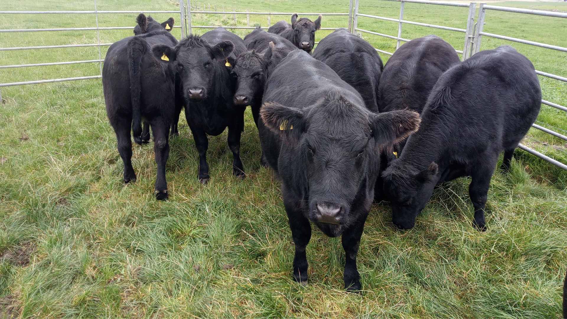 Aberdeen Angus cows 4 Aberdeen Angus Cattle at Hackland Farms, Orkney
