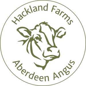 Aberdeen Angus Cattle at Hackland Farm