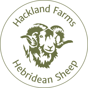Hebridean Sheep at Hackland Farm, Orkney