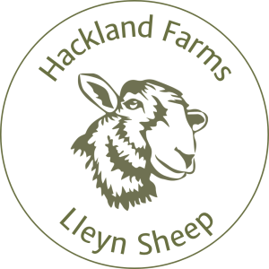 Lleyn Sheep at Hackland Farm
