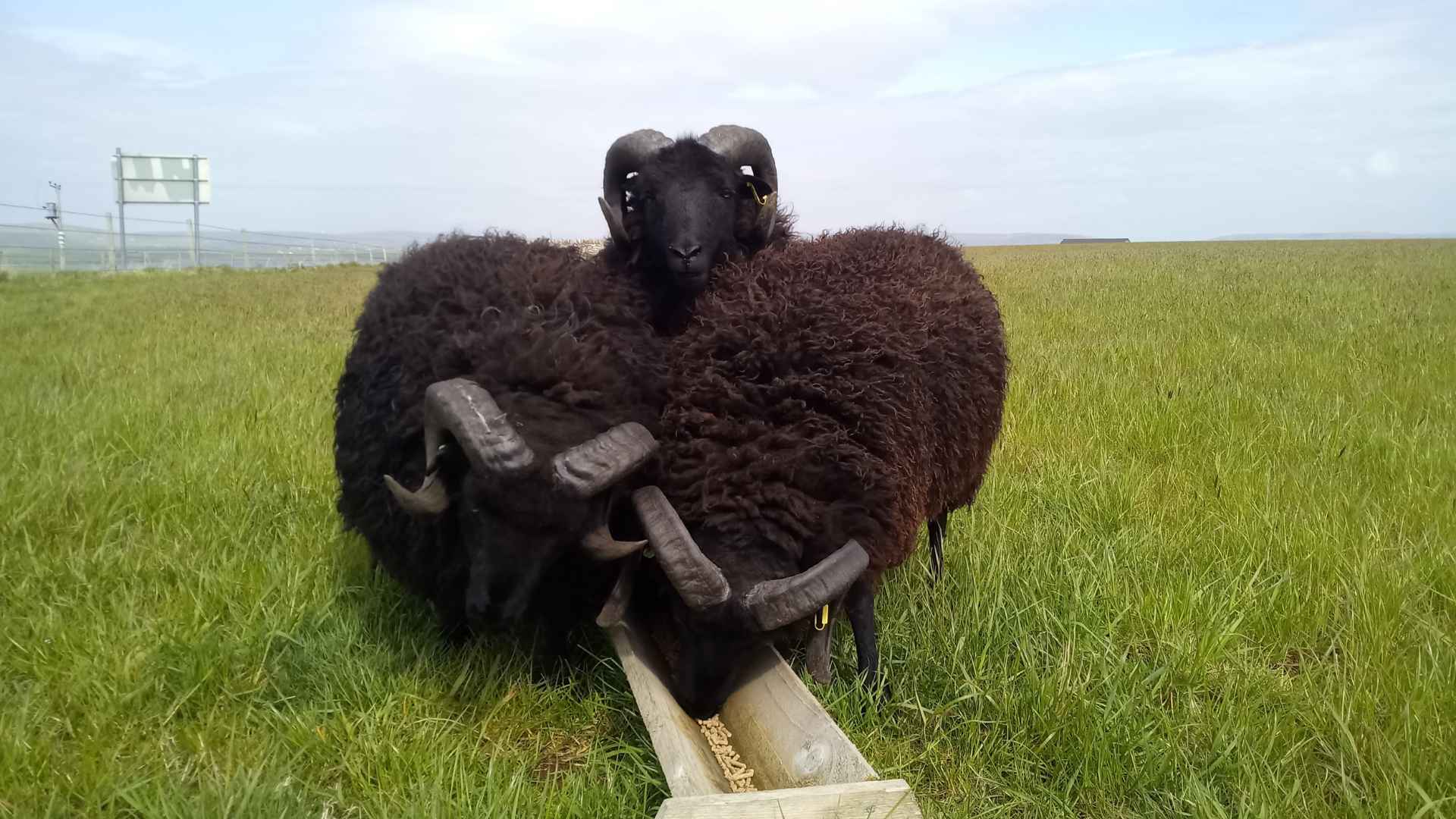 Hebridean Sheep at Hackland Farm