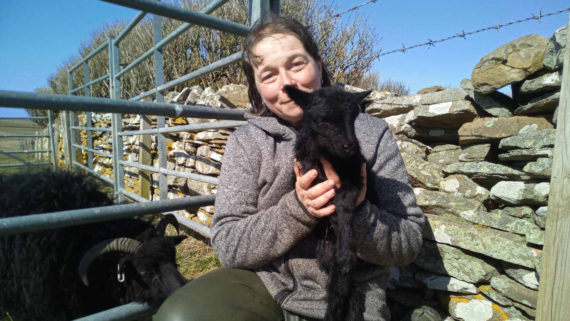 Hebridean Sheep at Hackland Farm