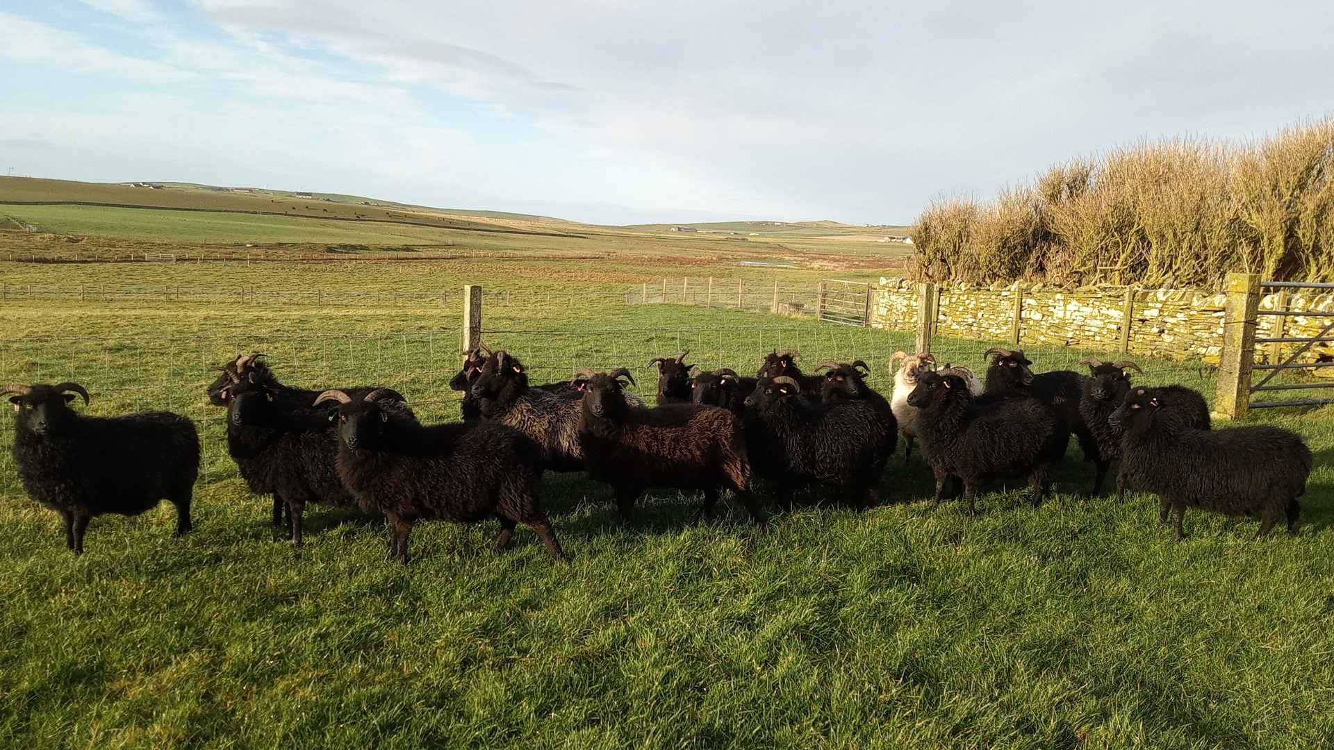 Hebridean sheep 3 Hebridean Sheep at Hackland Farm