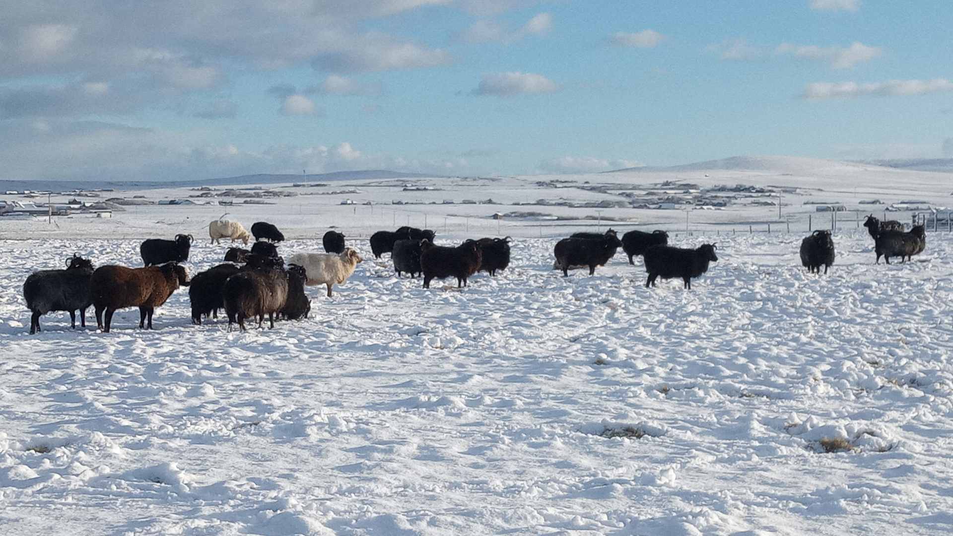Hebridean Sheep at Hackland Farm