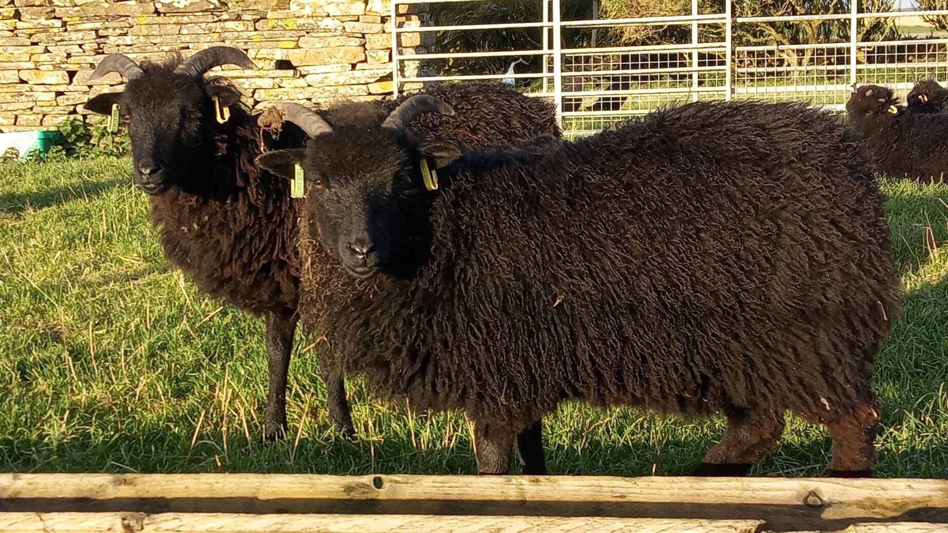 Hebridean Sheep at Hackland Farm