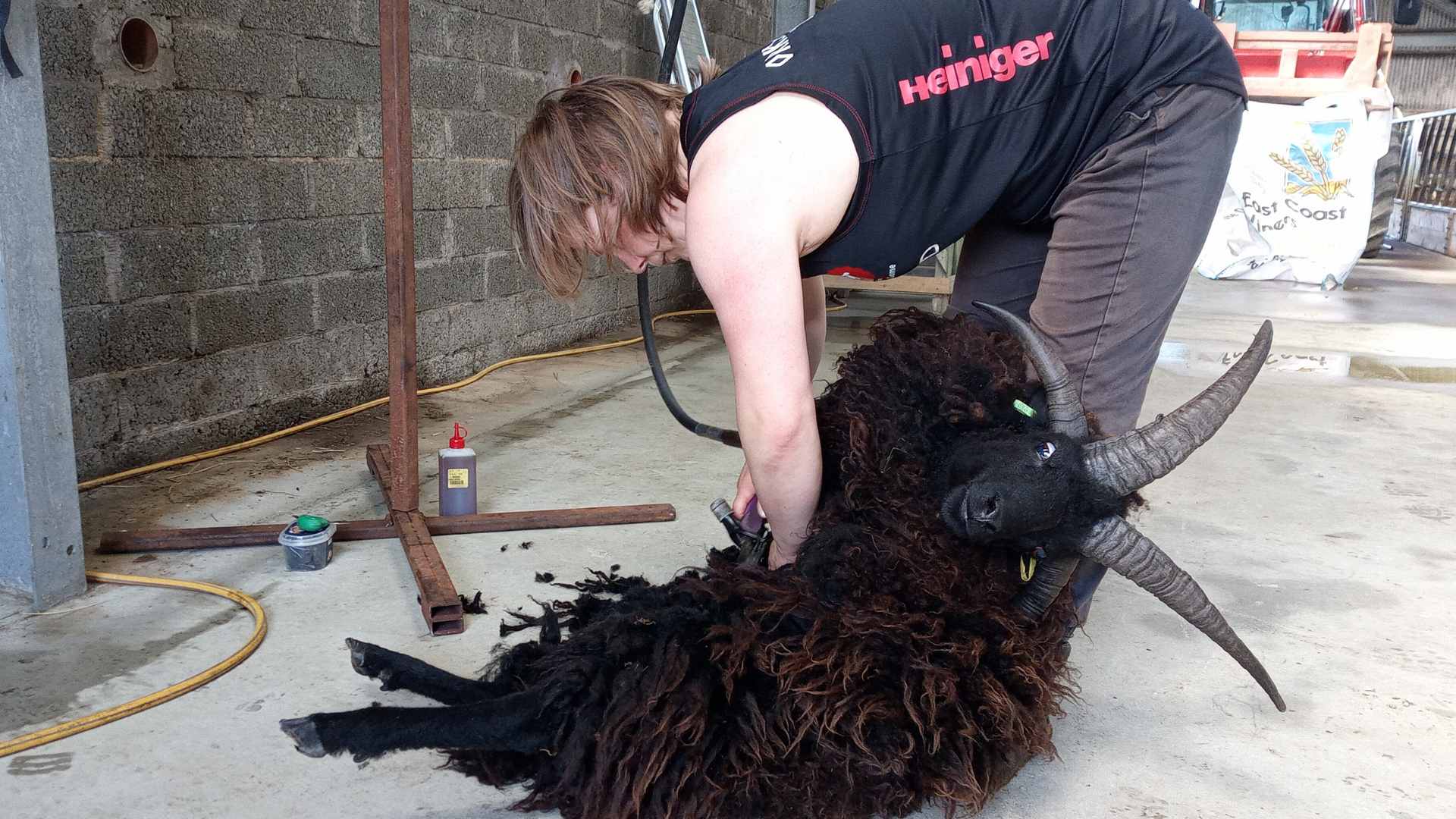 Hebridean Sheep at Hackland Farm