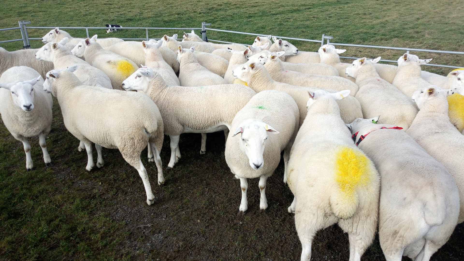 Lleyn sheep 2 Lleyn Sheep at Hackland Farms, Orkney