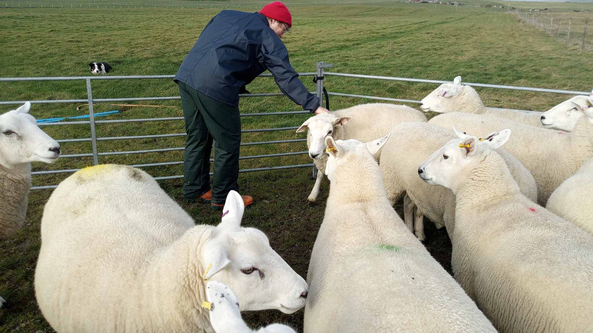 Lleyn sheep 4 Lleyn Sheep at Hackland Farms, Orkney