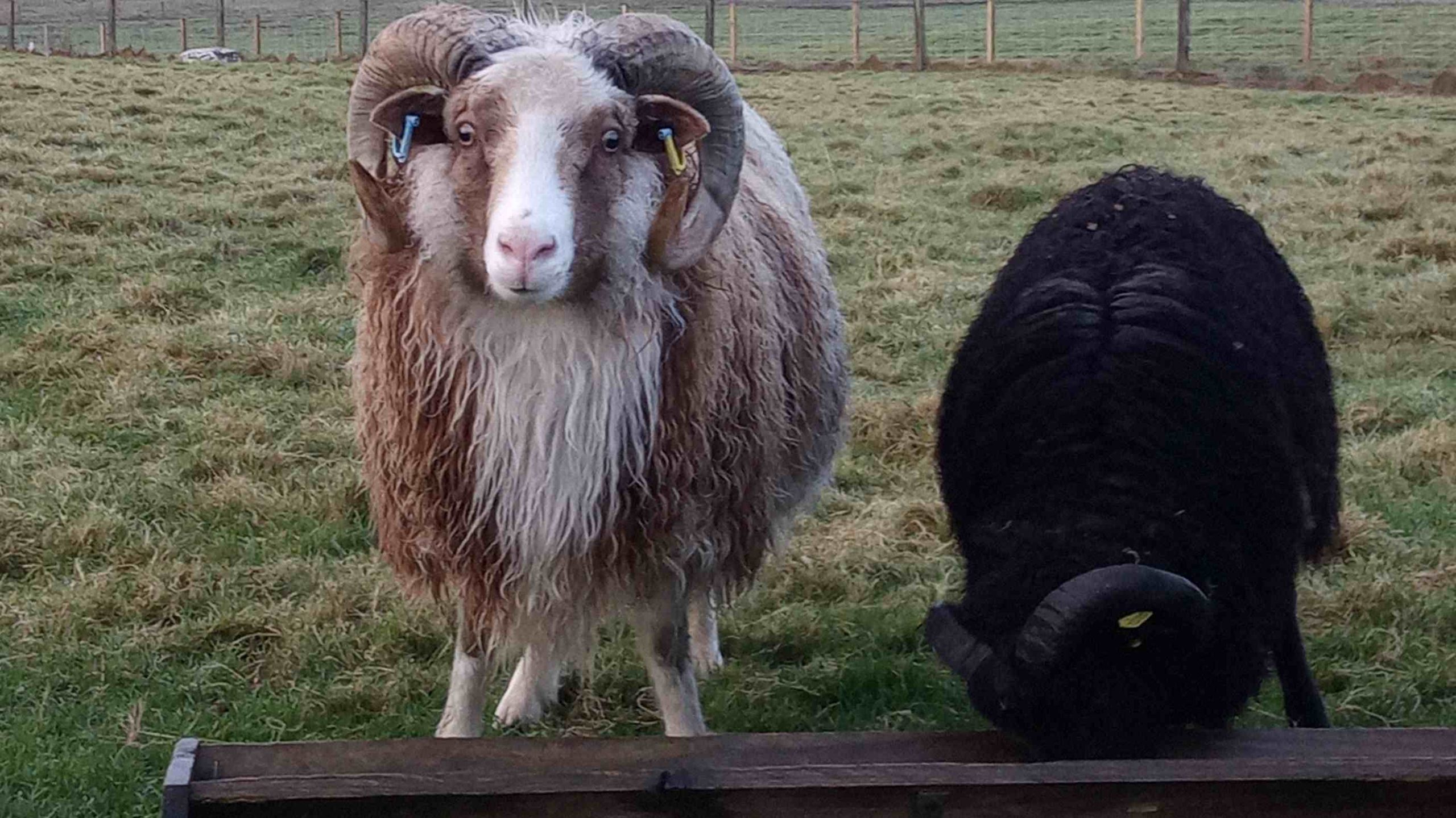 Hackland Wool Shed fibre flock