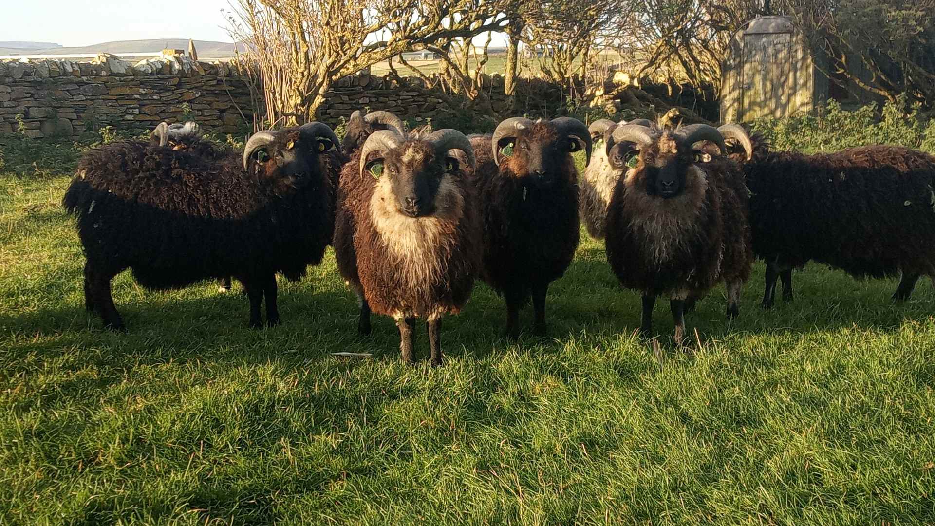 Hackland Wool Shed fibre flock