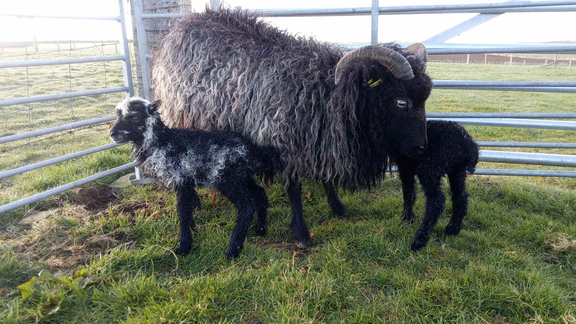 Hackland Wool Shed fibre flock