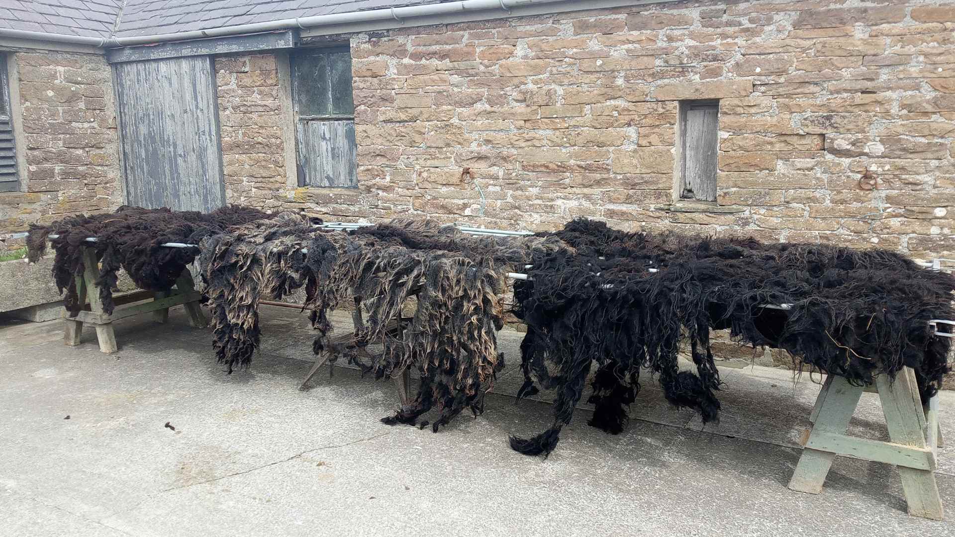 Hebridean Sheep at Hackland Farm