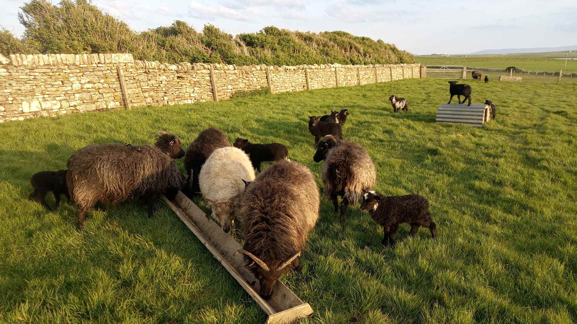 Hackland Wool Shed fibre flock